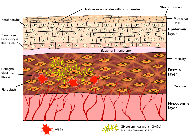 Figure V.1: Structure of Skin