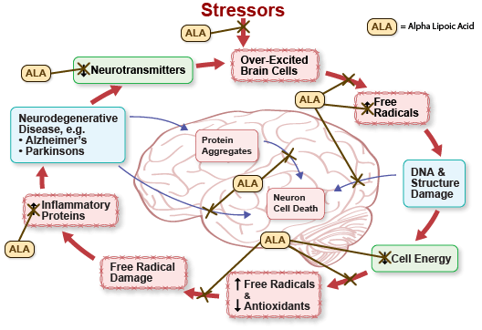 Figure III.6: Alpha Lipoic Acid Protects Brain Cells Figure III.6: Alpha Lipoic Acid Protects Brain Cells