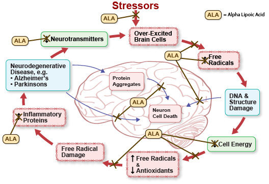 Figure III.6: Alpha Lipoic Acid Protects Brain Cells