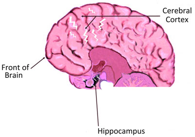 Figure iii.7 The Brain Figure iii.7 The Brain