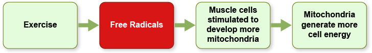 Exercise - Free Radicals - Muscle cells stimulated to develop more mitochondria - Mitochondria generate more cell energy