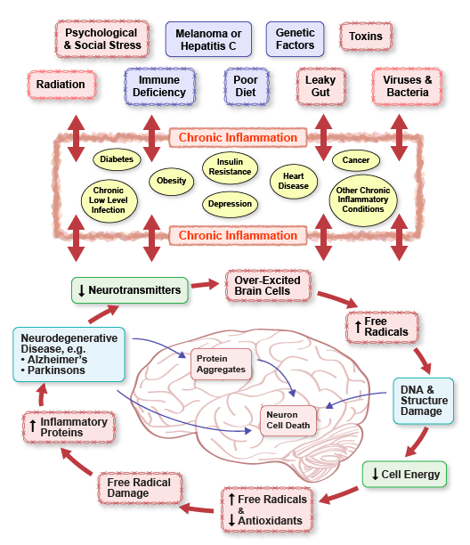Chronic Inflammation and the Brain