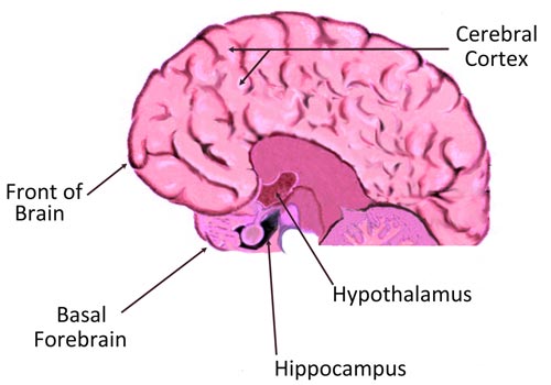 Figure iii.2 The Brain