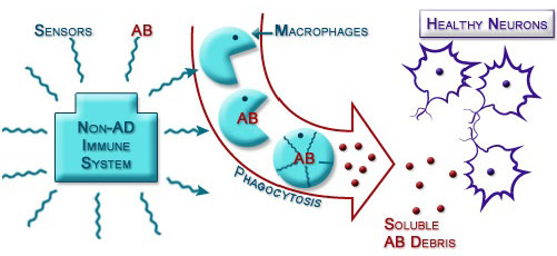 Figure iii.3 Phagocytosis Clears out Aβ Proteins in Brain