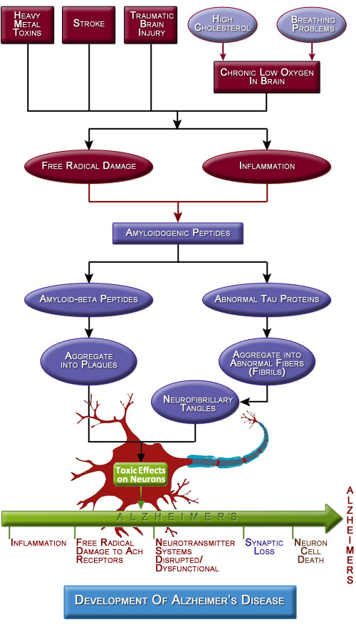 Figure iii.5 Events Leading to Alzheimer's disease