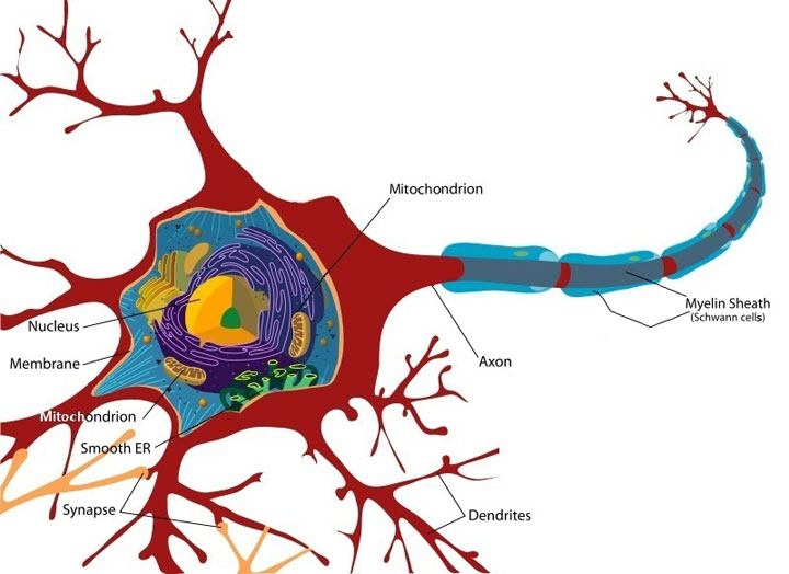 Figure iii.8 Neuron Cell Figure iii.8 Neuron Cell