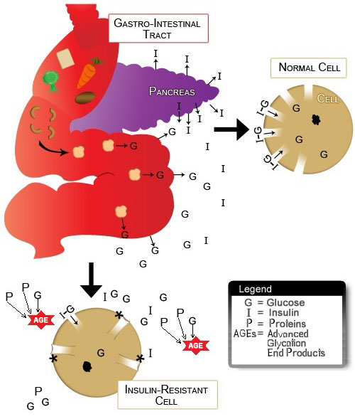 The Insulin Resistant Cell