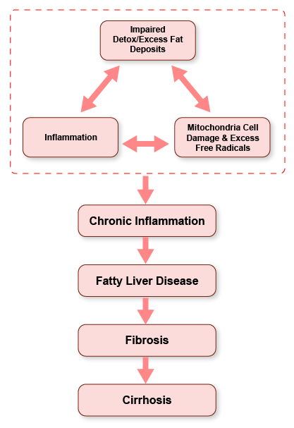 Stages of Liver Disease