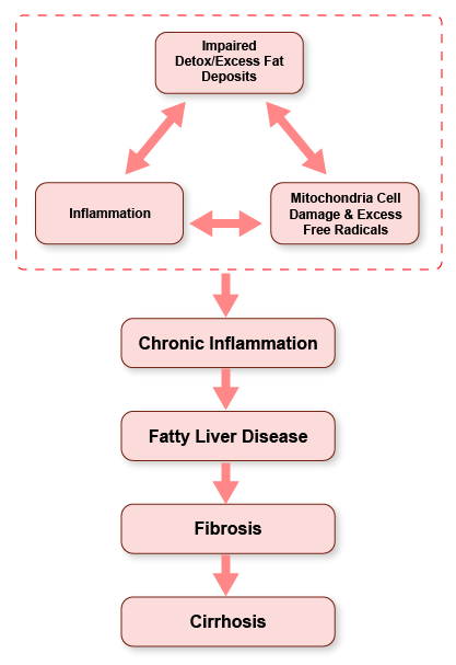 Stages of Liver Disease Stages of Liver Disease