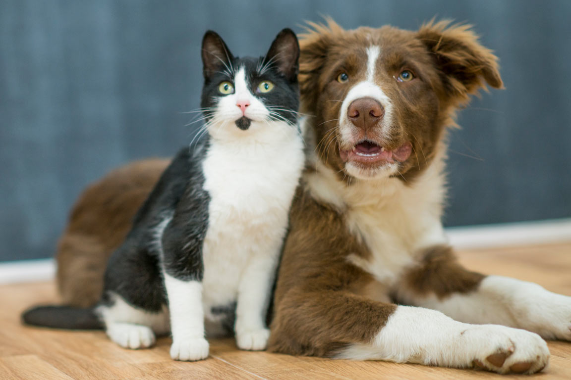 Natural Pet Care Alpha lipoic acid is used to treat poisoning in pets.
