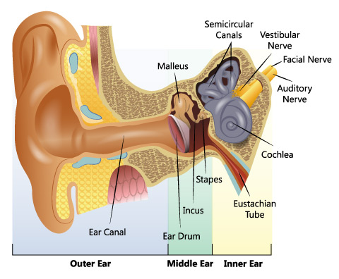 Figure III.9: The Ear