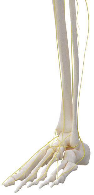 There's good evidence that alpha lipoic acid could ease your symptoms Experts have graded alpha lipoic acid with the highest grade for evidence of benefit