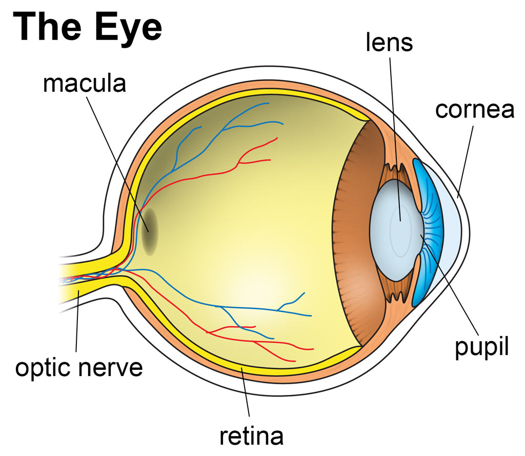 The Eye contains: macula, lens, cornea, pupil, retina and optic nerve.