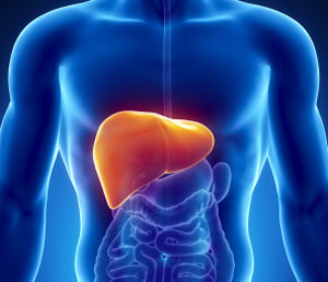 Liver & Liver Disease How can alpha lipoic acid reduce the risks of liver disease?
