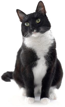 Can alpha lipoic acid treat cancer in cats? cute cat