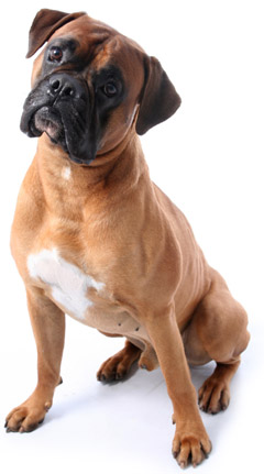 Can alpha lipoic acid treat cancer in dogs? cute dog