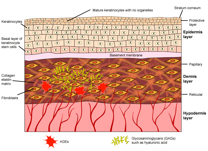 Help Your Skin Stay Healthy and Look Great | Alpha Lipoic Acid hyaluronic acid diagram 