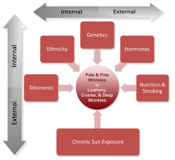 Figure V.2: Internal and External Factors that Affect Skin