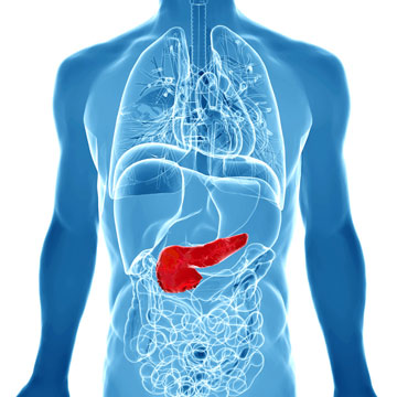 High cholesterol can damage the pancreas and increase risk of diabetes. Pancreas